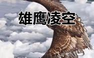 开云官网-腓特烈港力擒对手，雄鹰展翅飞翔
